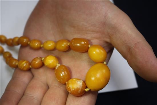 Two single strand graduated amber bead necklaces, gross weight 57grams.